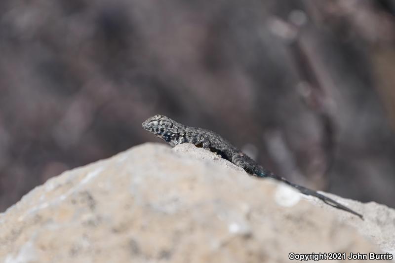 Ballinger's Canyon Lizard (Sceloporus merriami ballingeri)