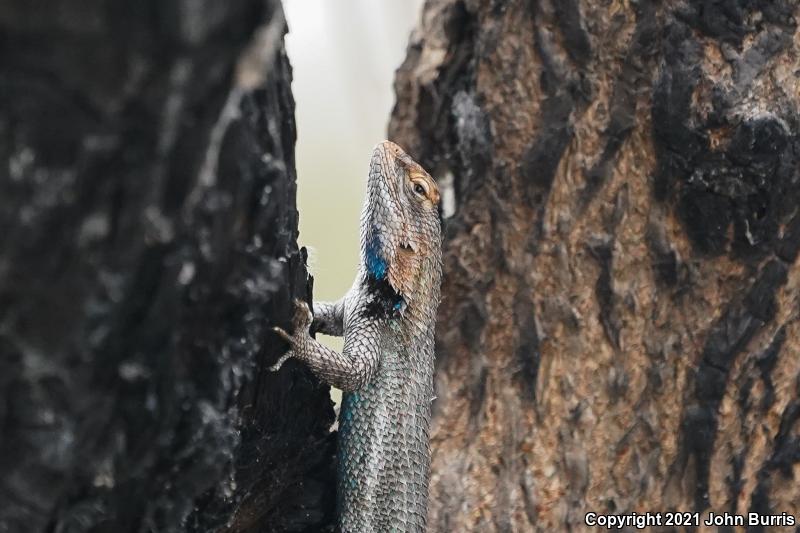 Bell's Lizard (Sceloporus edbelli)