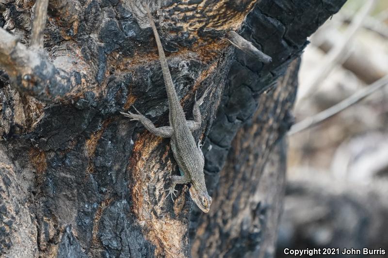 Bell's Lizard (Sceloporus edbelli)