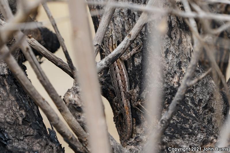 Bell's Lizard (Sceloporus edbelli)