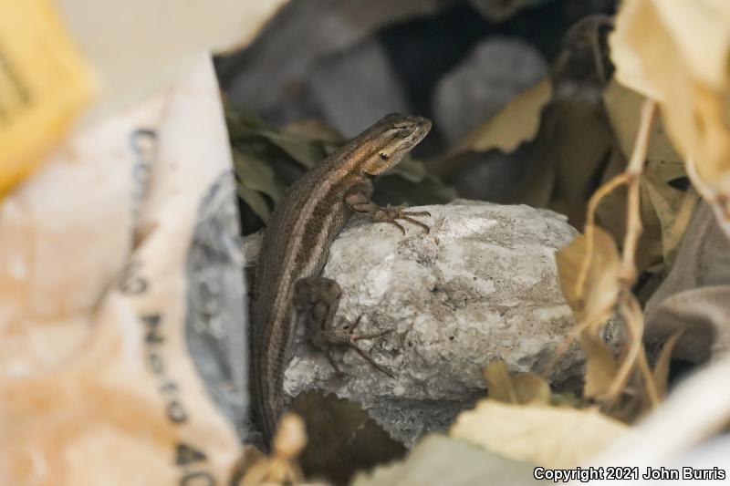 Bell's Lizard (Sceloporus edbelli)