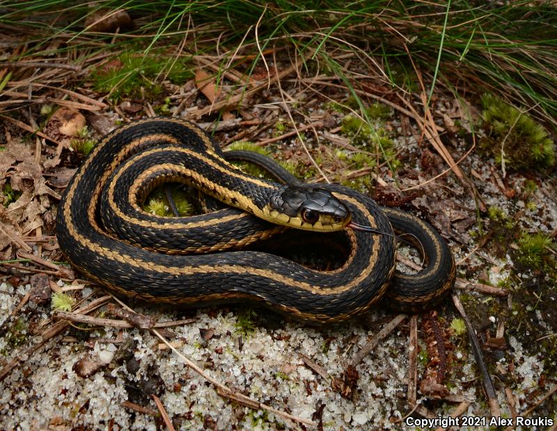 Eastern Gartersnake (Thamnophis sirtalis sirtalis)