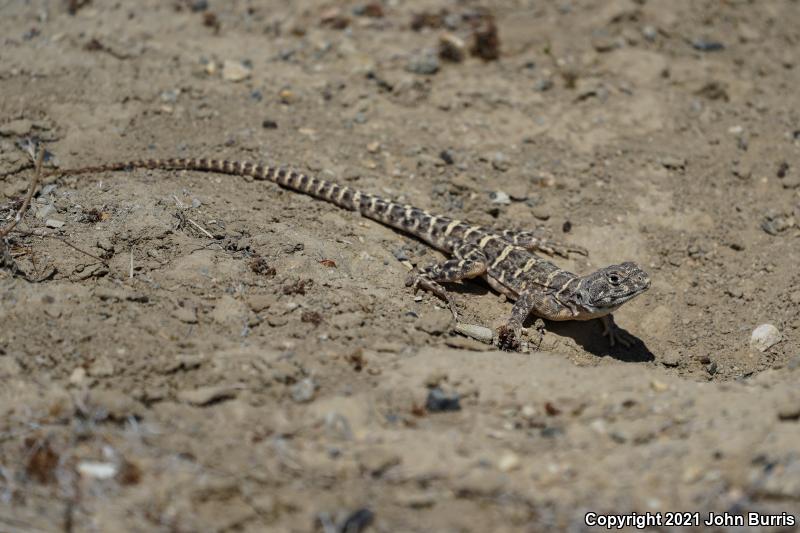 Bluntnose Leopard Lizard (Gambelia sila)