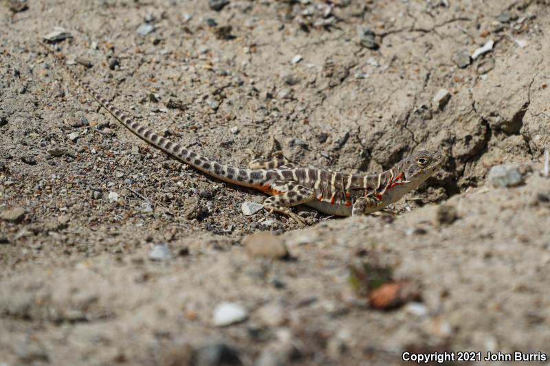 Bluntnose Leopard Lizard (Gambelia sila)