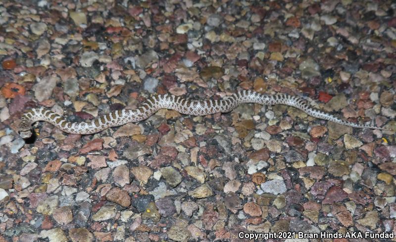 Painted Desert Glossy Snake (Arizona elegans philipi)