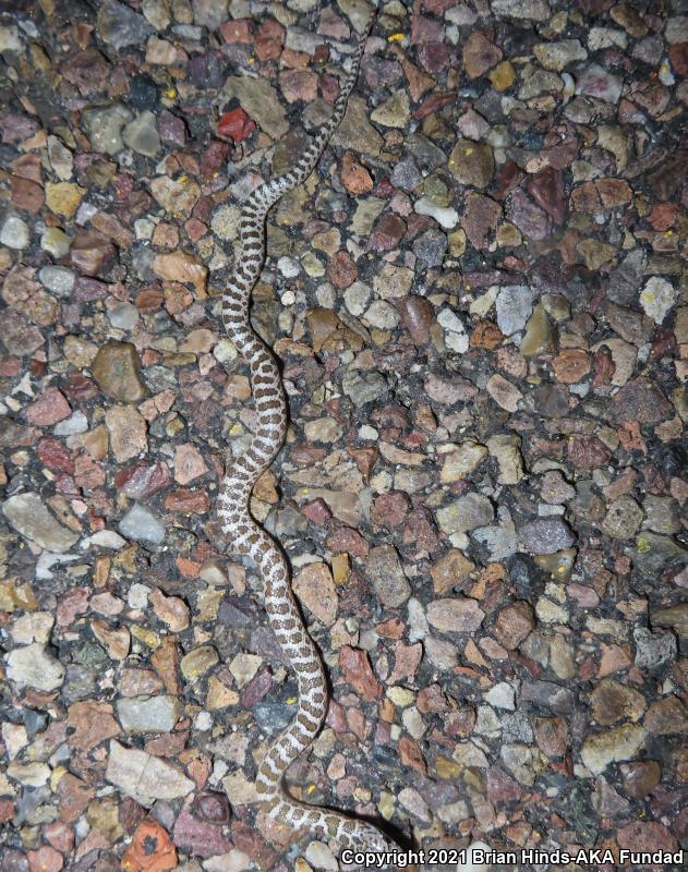 Painted Desert Glossy Snake (Arizona elegans philipi)