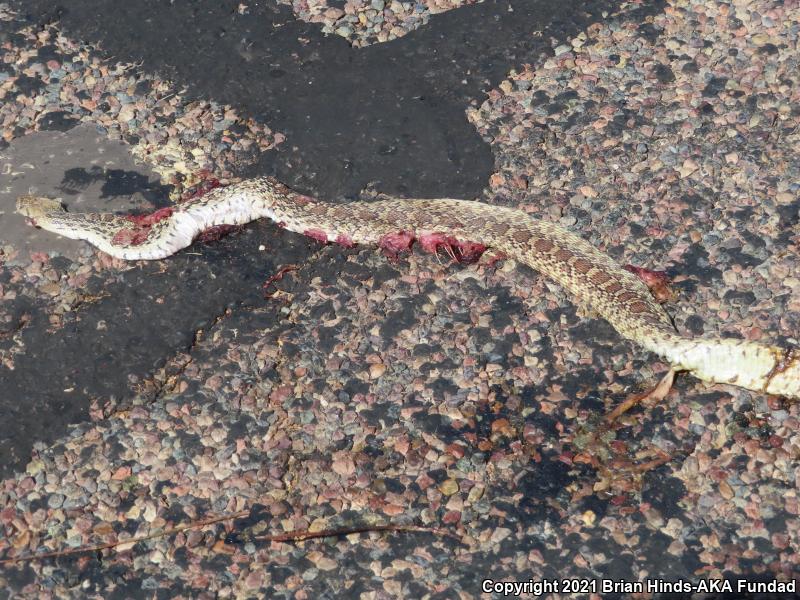 Sonoran Gopher Snake (Pituophis catenifer affinis)