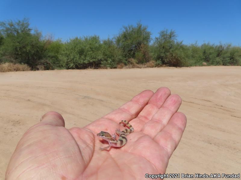 Desert Banded Gecko (Coleonyx variegatus variegatus)