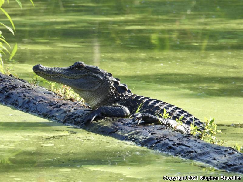 American Alligator (Alligator mississippiensis)