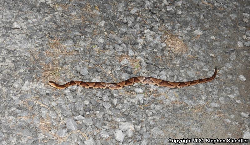 Southern Copperhead (Agkistrodon contortrix contortrix)