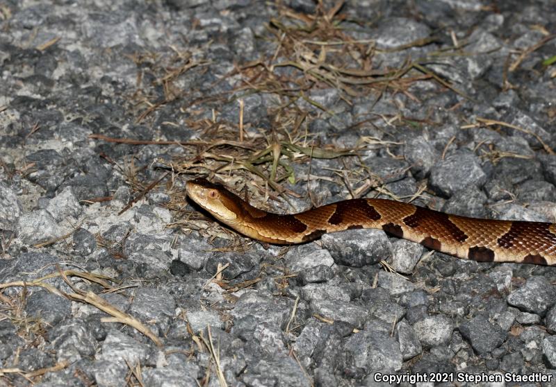 Southern Copperhead (Agkistrodon contortrix contortrix)