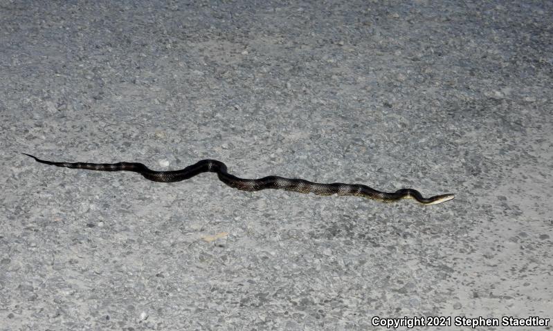 Black Ratsnake (Pantherophis obsoletus obsoletus)