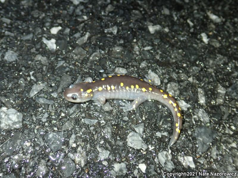 Spotted Salamander (Ambystoma maculatum)