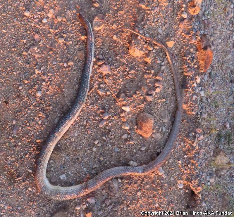 Sonoran Whipsnake (Coluber bilineatus)