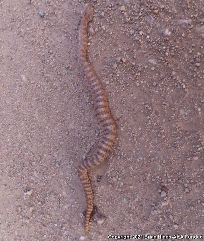 Tiger Rattlesnake (Crotalus tigris)