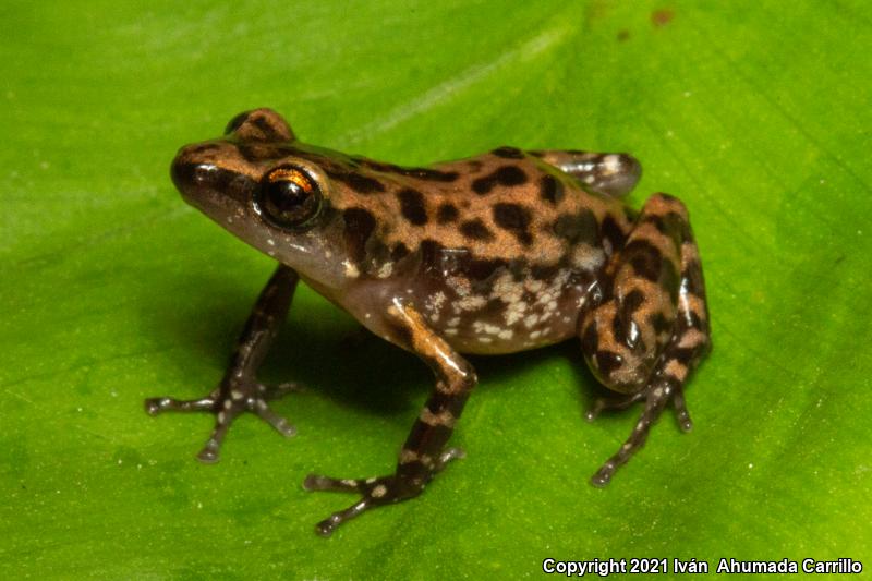 Pale Chirping Frog (Eleutherodactylus pallidus)