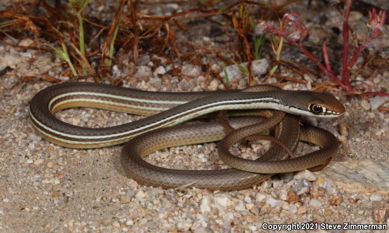 Sonoran Whipsnake (Coluber bilineatus)