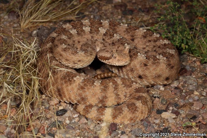 Sonoran Sidewinder (Crotalus cerastes cercobombus)