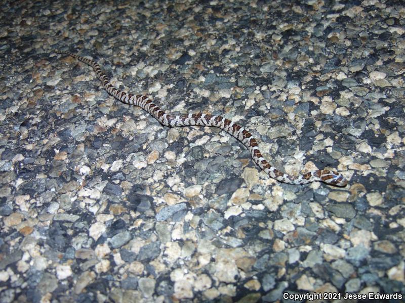 Western Lyresnake (Trimorphodon biscutatus)