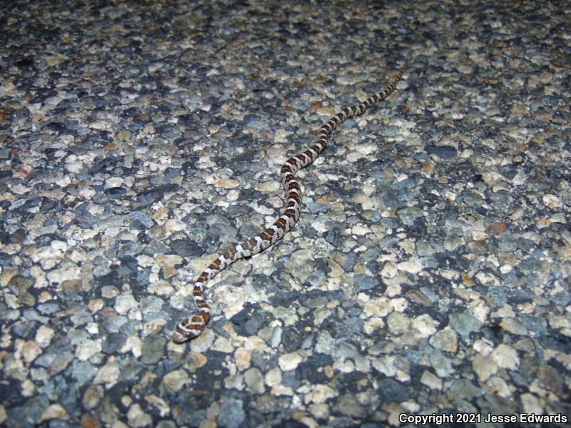 Western Lyresnake (Trimorphodon biscutatus)