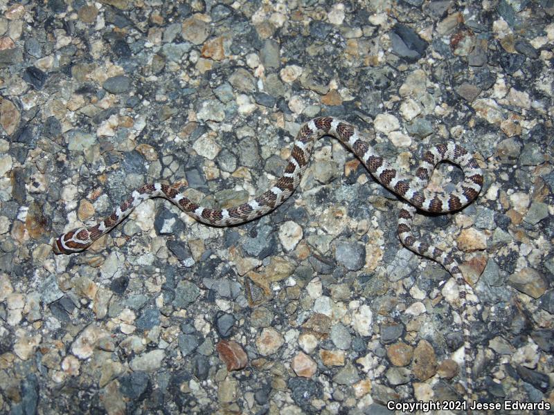 Western Lyresnake (Trimorphodon biscutatus)