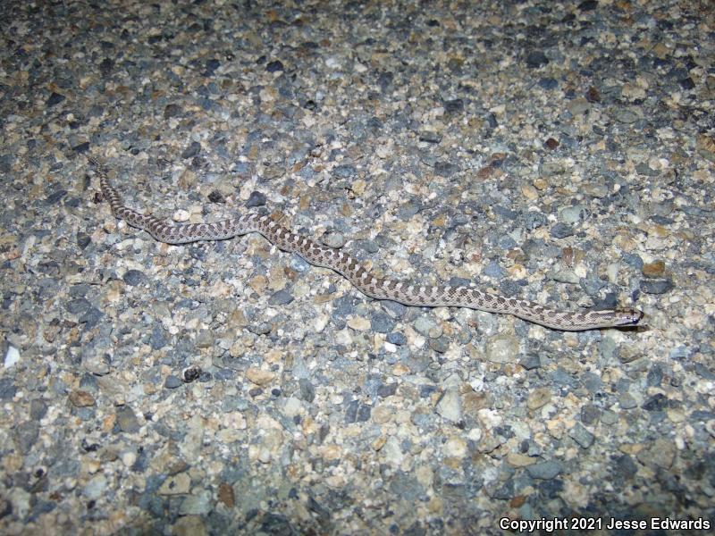 Glossy Snake (Arizona elegans)