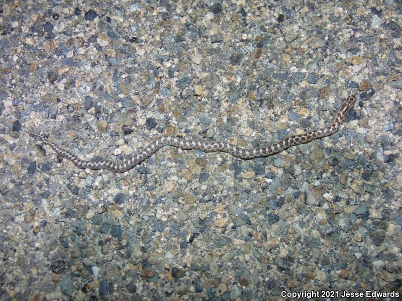 Glossy Snake (Arizona elegans)