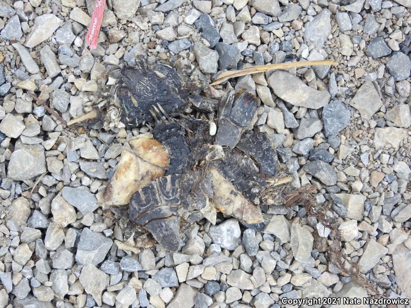 Painted Turtle (Chrysemys picta)