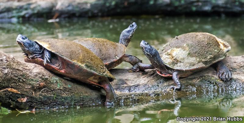 Northern Red-bellied Cooter (Pseudemys rubriventris)