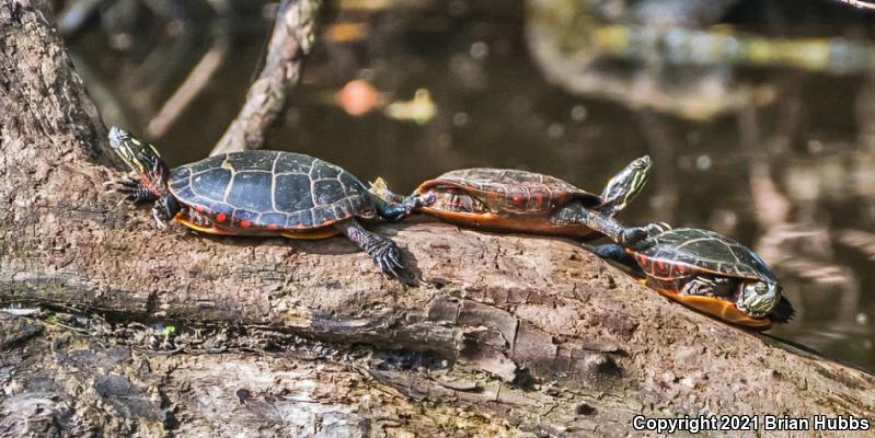 Eastern Painted Turtle (Chrysemys picta picta)