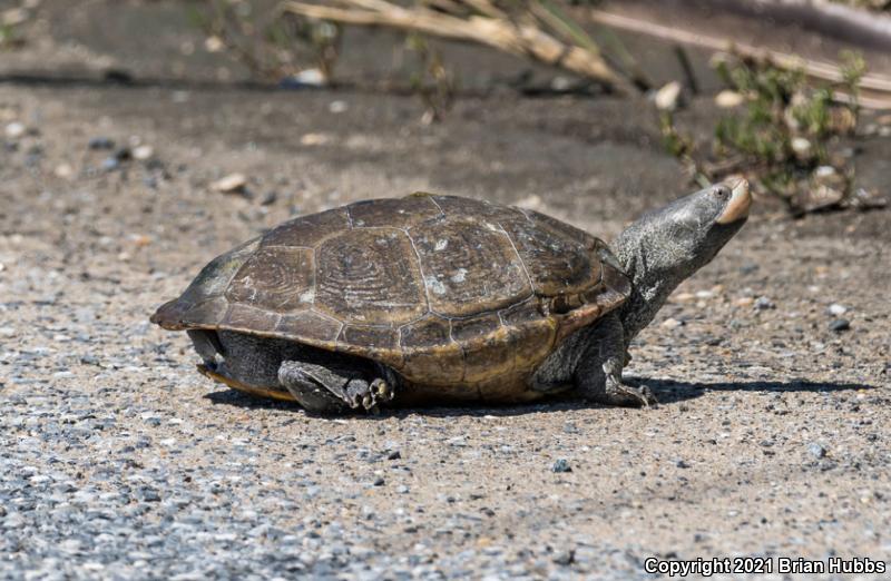 Northern Diamond-backed Terrapin (Malaclemys terrapin terrapin)