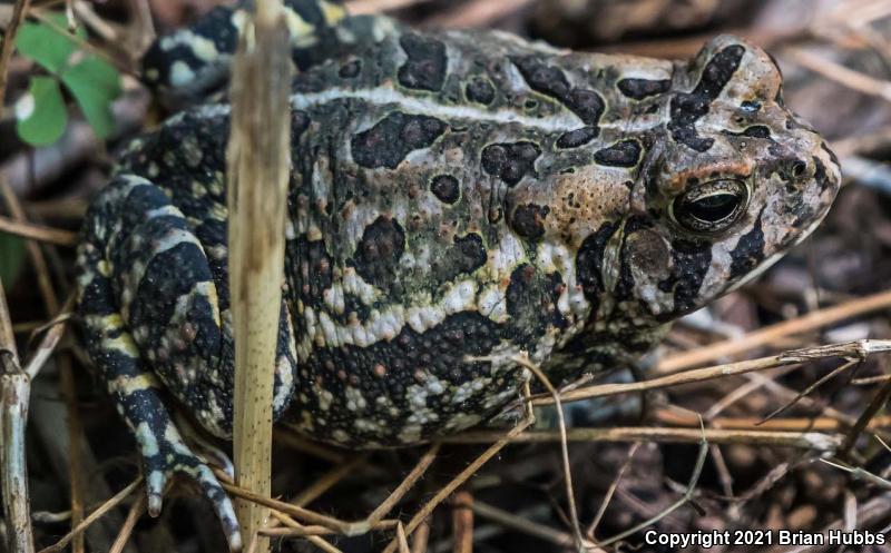 Fowler's Toad (Anaxyrus fowleri)