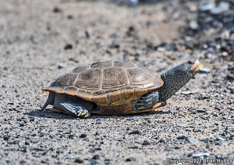 Northern Diamond-backed Terrapin (Malaclemys terrapin terrapin)