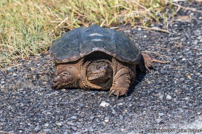 Eastern Snapping Turtle (Chelydra serpentina serpentina)