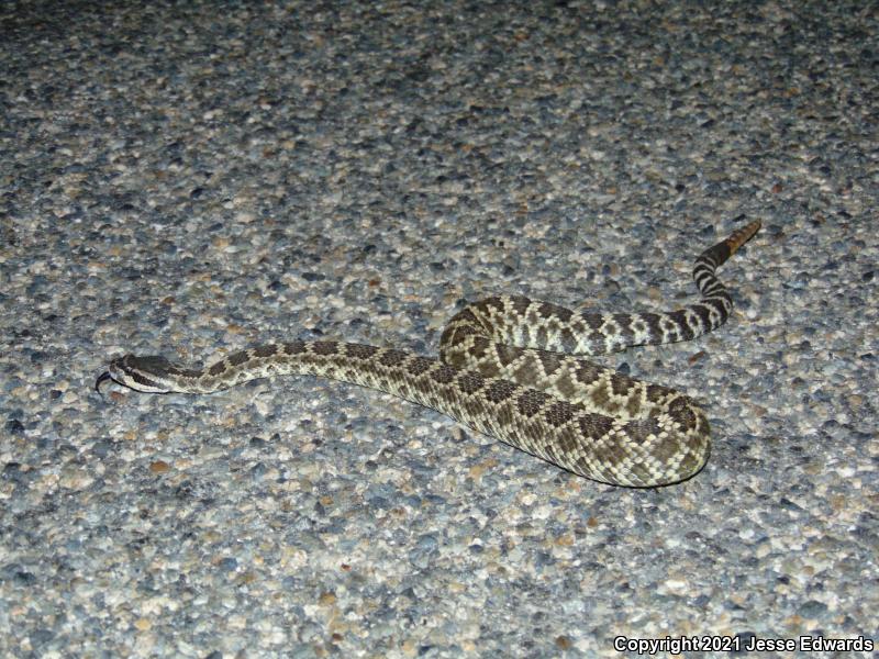 Southern Pacific Rattlesnake (Crotalus oreganus helleri)