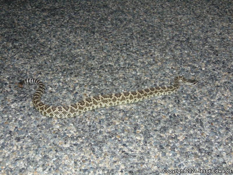 Southern Pacific Rattlesnake (Crotalus oreganus helleri)