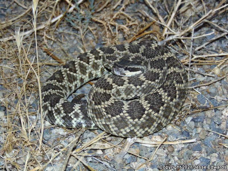 Southern Pacific Rattlesnake (Crotalus oreganus helleri)