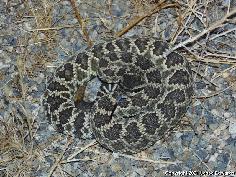 Southern Pacific Rattlesnake (Crotalus oreganus helleri)