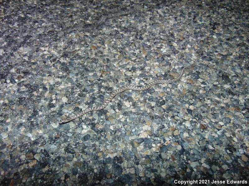 Glossy Snake (Arizona elegans)