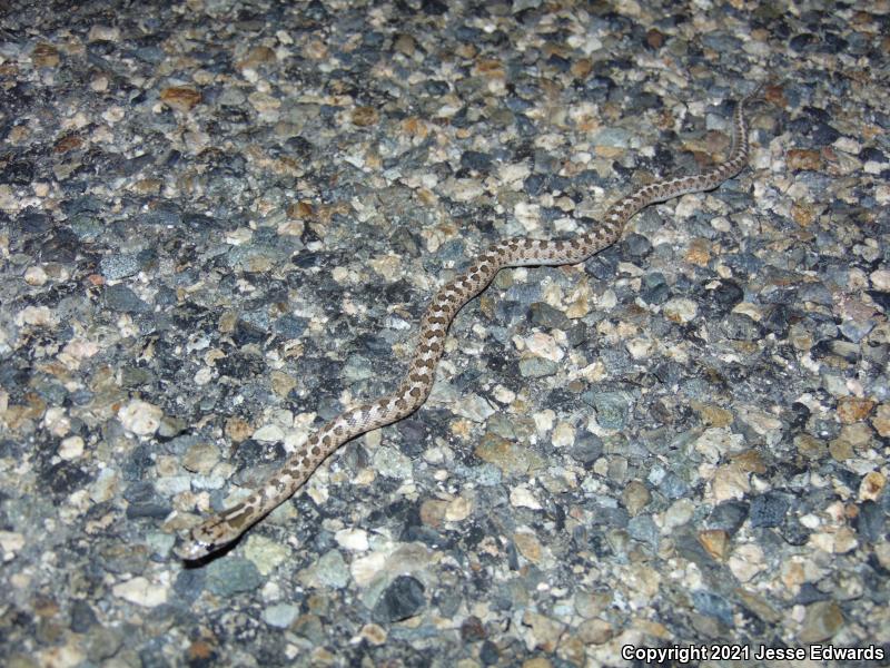 Glossy Snake (Arizona elegans)