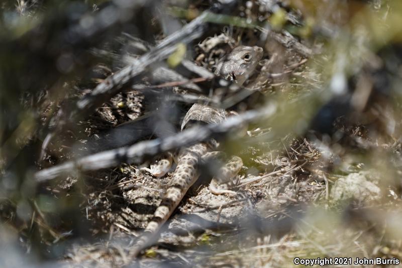 Bluntnose Leopard Lizard (Gambelia sila)