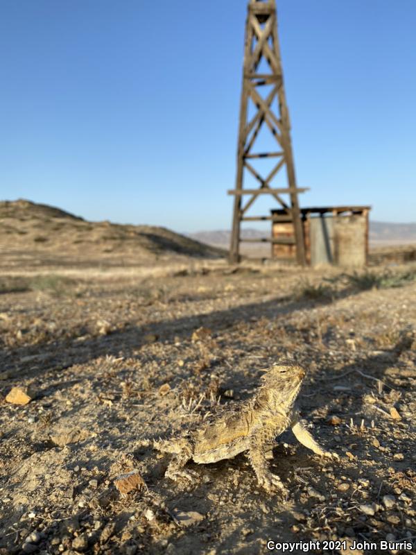 Cape Horned Lizard (Phrynosoma coronatum)