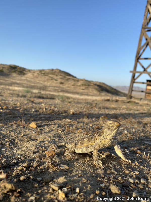 Cape Horned Lizard (Phrynosoma coronatum)