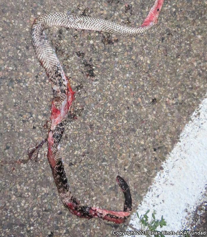 Sonoran Coachwhip (Coluber flagellum cingulum)