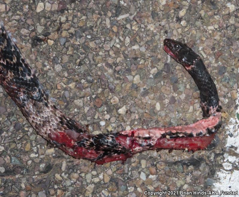 Sonoran Coachwhip (Coluber flagellum cingulum)