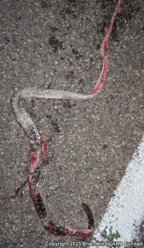 Sonoran Coachwhip (Coluber flagellum cingulum)