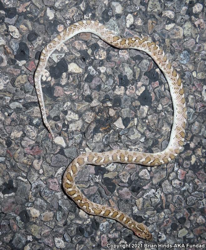 Arizona Glossy Snake (Arizona elegans noctivaga)