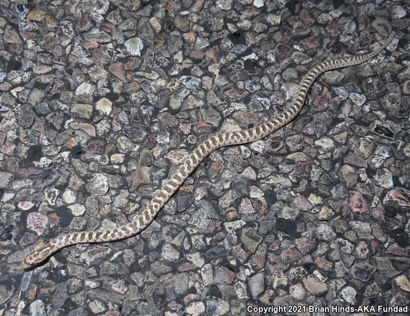 Arizona Glossy Snake (Arizona elegans noctivaga)