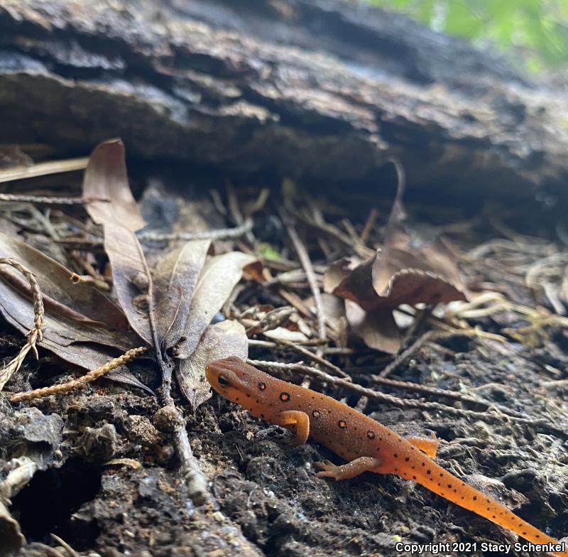 Eastern Newt (Notophthalmus viridescens)