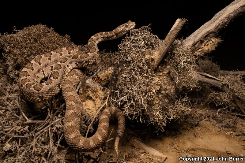 Rosario Rattlesnake (Crotalus enyo furvus)